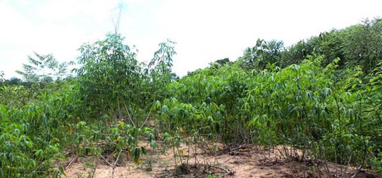 Cassaveproject moet cassave-industrie in Caribisch Gebied impuls geven