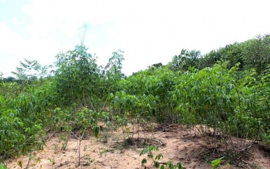 Cassaveproject moet cassave-industrie in Caribisch Gebied impuls geven