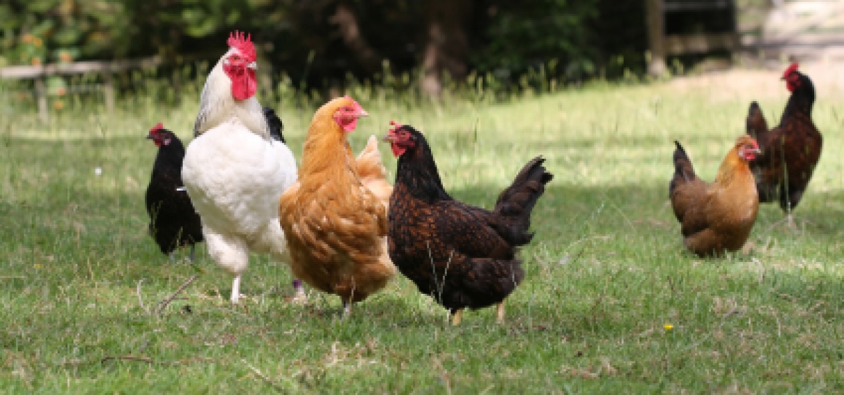 Consumentenkring bezorgd over verhoging invoerrechten kip en kipdelen