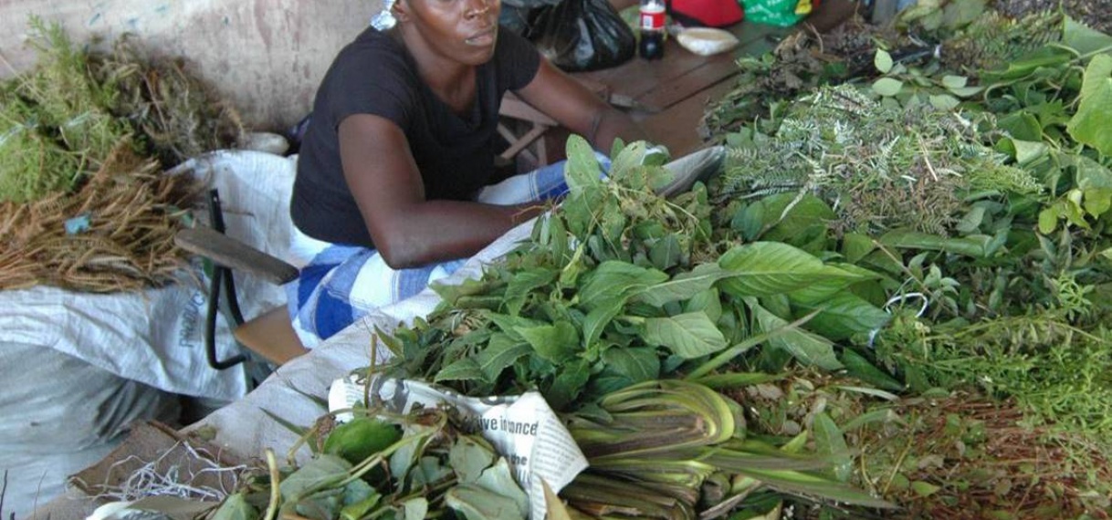 ‘Surinaamse kennis over medicinale planten moet beschermd worden’