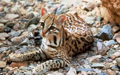 De Paramaribo Zoo is een ocelot rijker