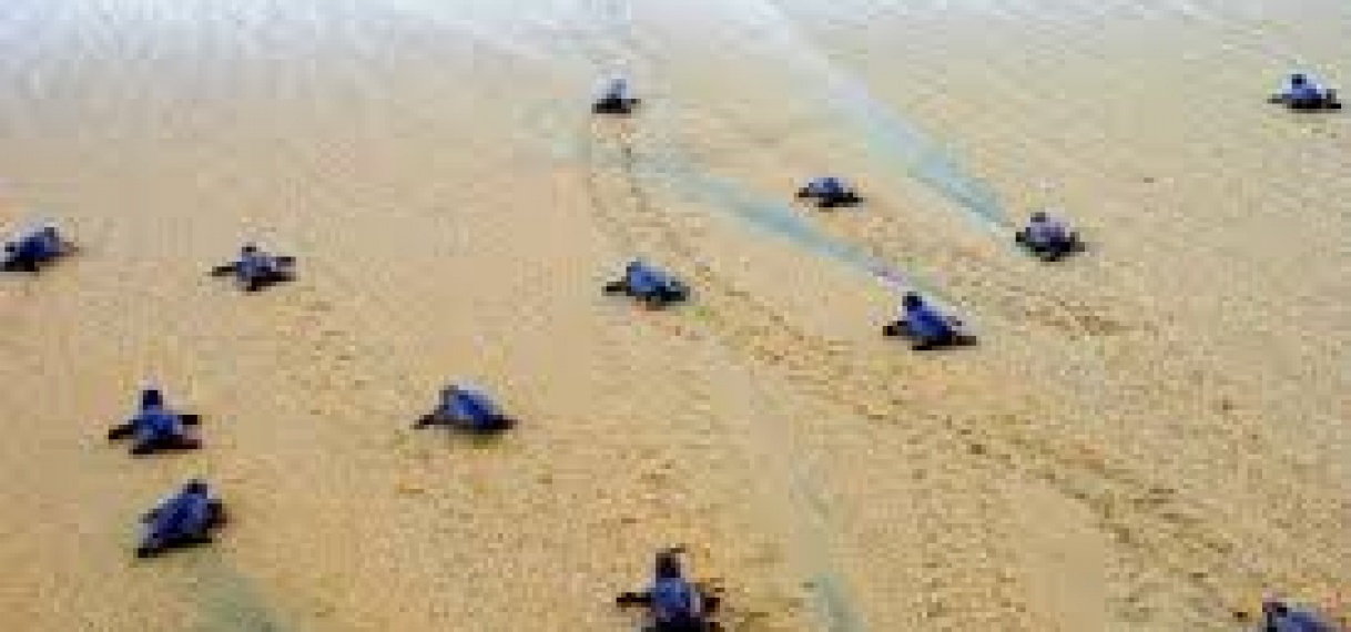 Regionale bijeenkomst “Bescherming van Zeeschildpadden in het Caraibisch Gebied” in Paramaribo