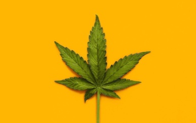 Medicinale en Wetenschappelijke doeleinden Cannabis bespreekbaar tijdens 2-daagse conferentie