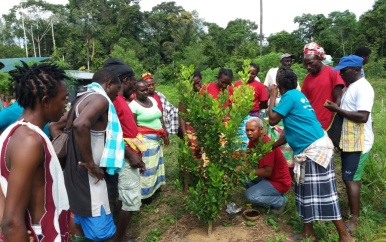 Tropenbos Suriname en LVV verruimen landbouwkennis bij de bewoners te Pikin Slee
