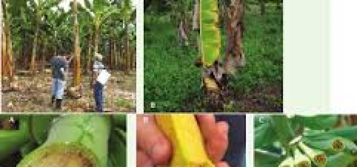 Suriname houdt waakzaam oog op uitbraak bacovenziekte in Colombia