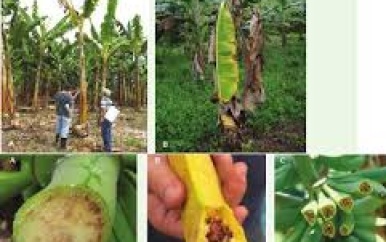 Suriname houdt waakzaam oog op uitbraak bacovenziekte in Colombia