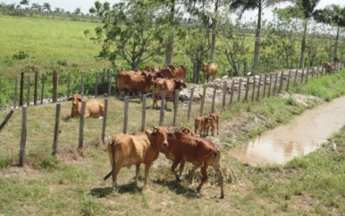 Coronie ideaal voor veeproductie