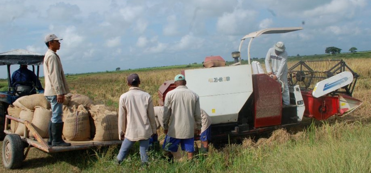 Nickerie boekt vorderingen in rijstsector