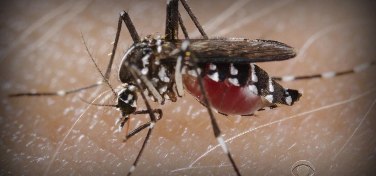 Dengue bereikt hoogste aantal gevallen in de Amerika’s
