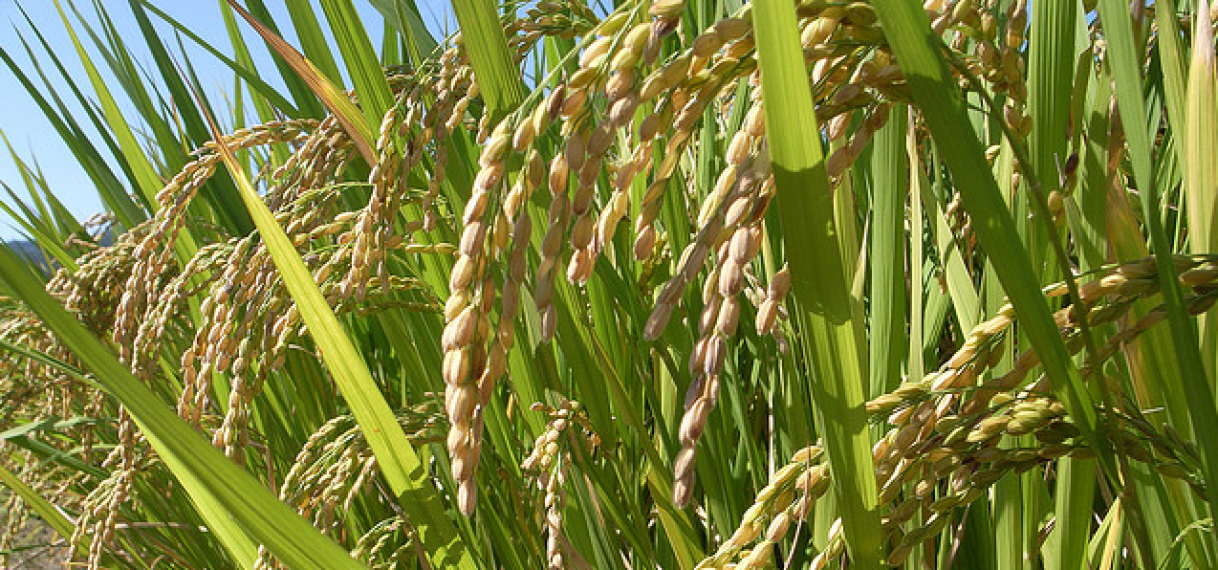 Wie brachten de eerste rijstkorrels naar Suriname?