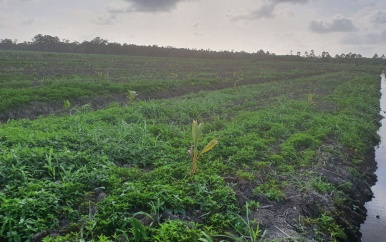 Minister Parmessar wil overgaan tot uitbreiding van te beplanten areaal Alliance