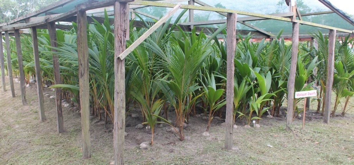 LVV interesseert Paranen voor Kokosteelt