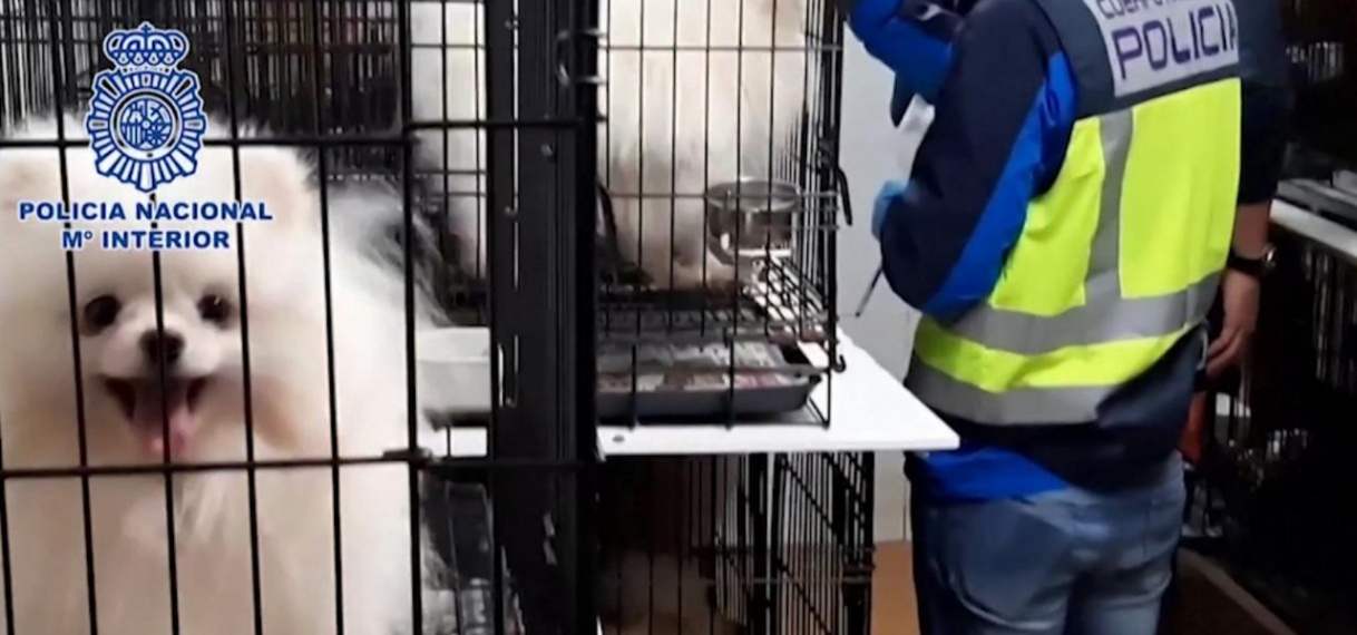 Spaanse politie bevrijdt honderden puppy’s uit illegale fokkerij