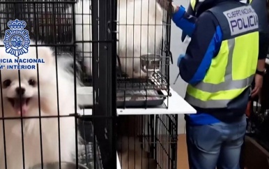Spaanse politie bevrijdt honderden puppy’s uit illegale fokkerij