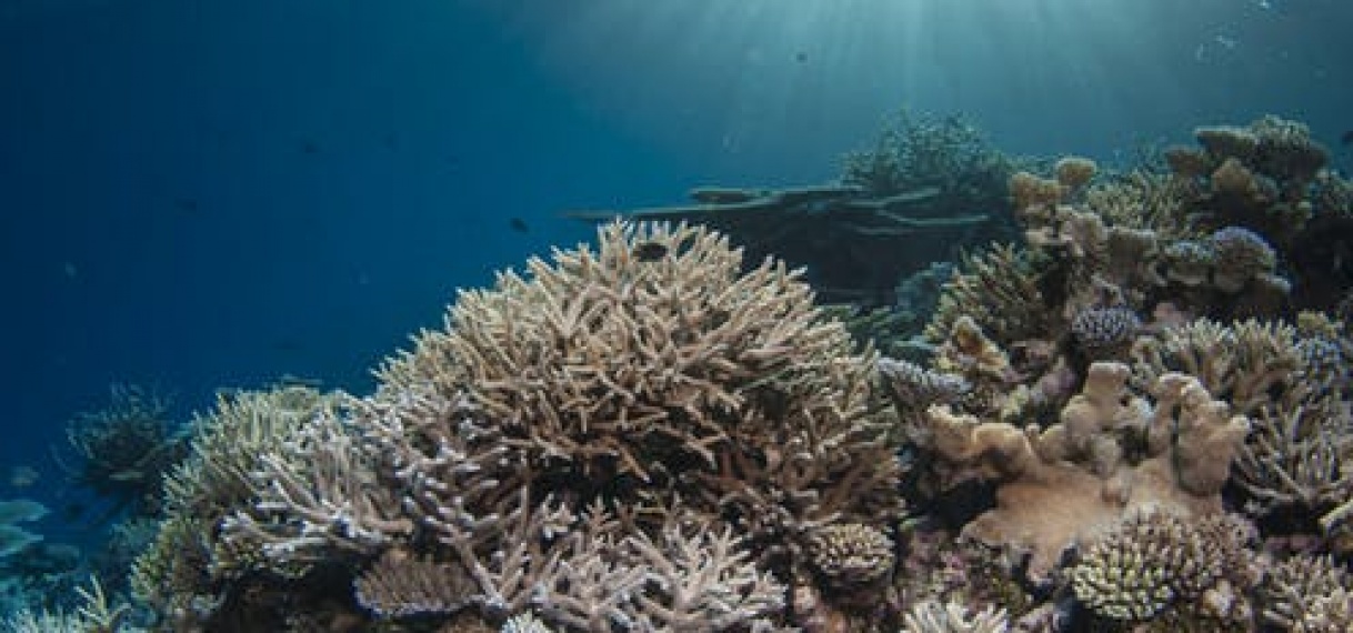 Australië vreest voor nieuwe verbleking van koraal op Great Barrier Reef