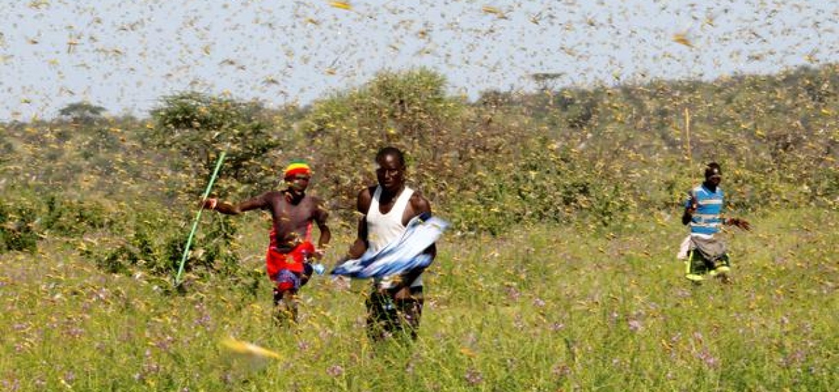 Verenigde Naties gaan Drones testen tegen sprinkhanenplaag in Oost – Afrika
