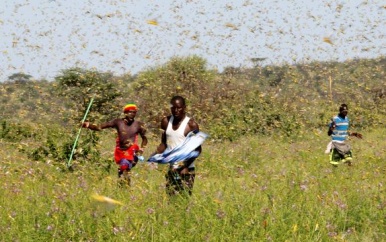 Verenigde Naties gaan Drones testen tegen sprinkhanenplaag in Oost – Afrika