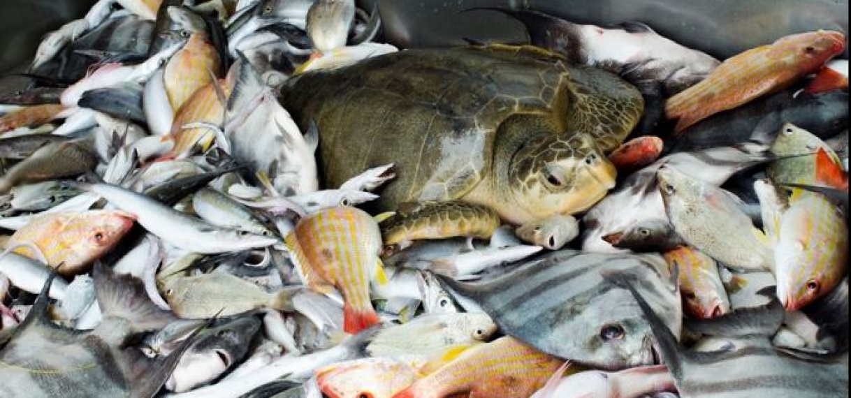Ministerie van LVV wil bijvangst van zeeschildpadden terugdringen