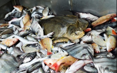 Ministerie van LVV wil bijvangst van zeeschildpadden terugdringen