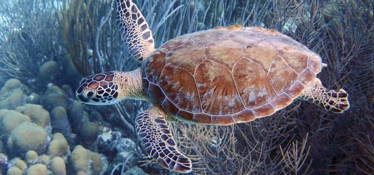 Samenwerking RGB en WWF voor bescherming Zeeschildpadden in Suriname