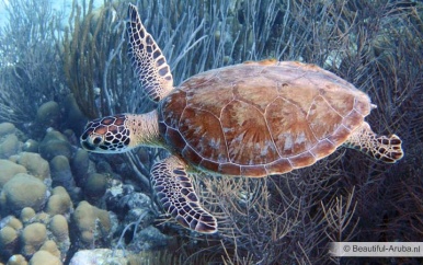 Samenwerking RGB en WWF voor bescherming Zeeschildpadden in Suriname