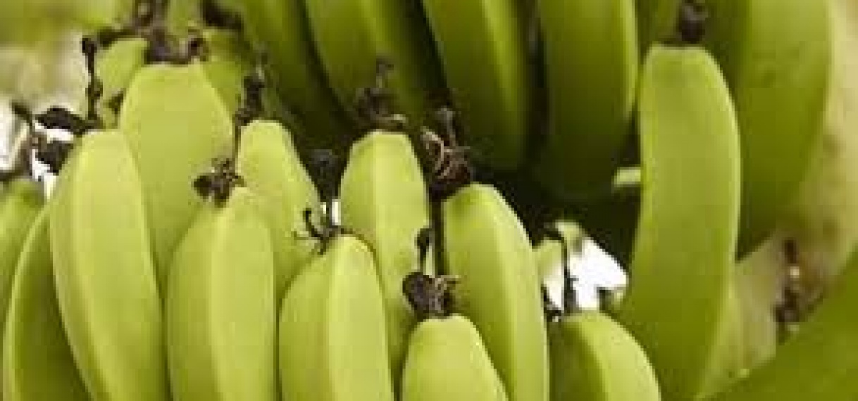 Eerste exportzending bananen vanuit Suriname naar Barbados