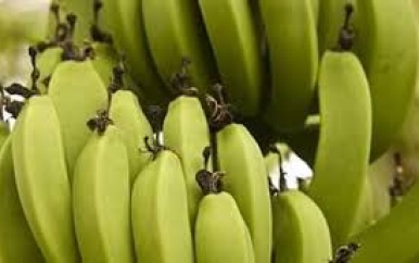 Eerste exportzending bananen vanuit Suriname naar Barbados