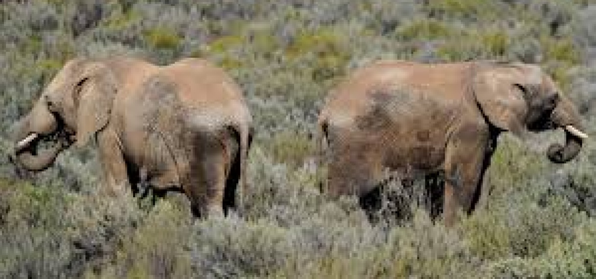 Tientallen dode olifanten gevonden in Botswana, toedracht niet duidelijk
