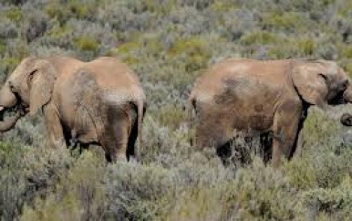 Tientallen dode olifanten gevonden in Botswana, toedracht niet duidelijk