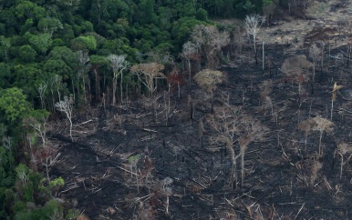 Meer Braziliaans Amazoneregenwoud gekapt in 2019 dan eerder gemeld