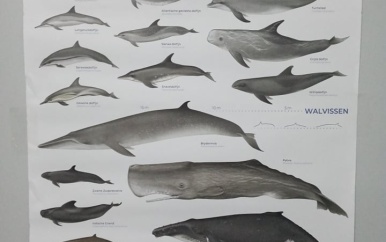 Bijzondere zeedieren van Suriname