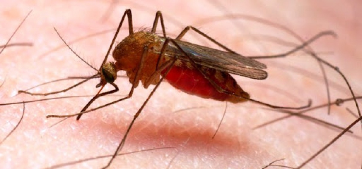 Malaria blijft uitdagend voor Suriname