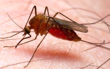 Malaria blijft uitdagend voor Suriname
