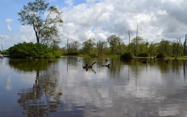 World Wetlands Day