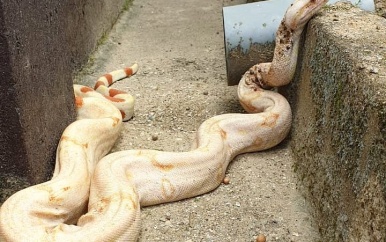 Albino Boa Constrictor gevangen in Suriname