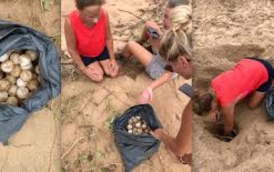 TOERISTEN VINDEN GESTOLEN SCHILDPADEIEREN OP BRAAMSPUNT