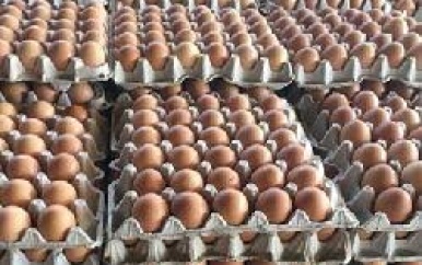 Pluimveesector heeft het moeilijk