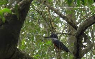 Herstel mangrove Veerplein trekt veel vogels aan
