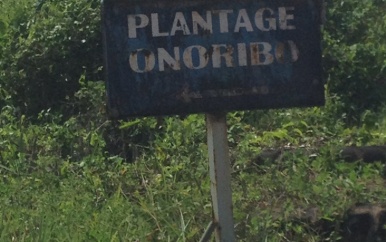 Onoribo is zich aan het ontwikkelen