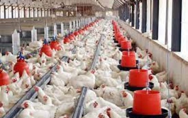 Prijs veevoer gestegen