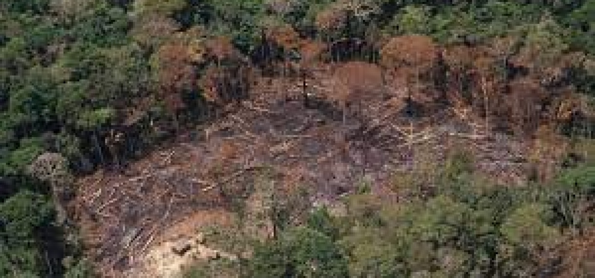 Brazilie eist $ 1 miljard om Amazone ontbossing te stoppen