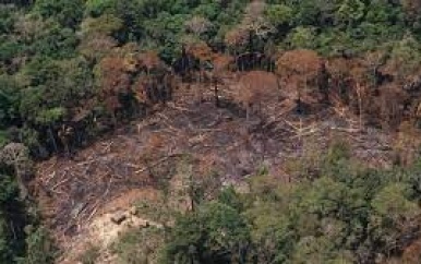 Brazilie eist $ 1 miljard om Amazone ontbossing te stoppen