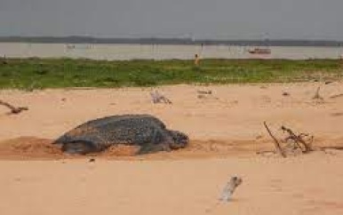 ProBioS: Zeeschilpadden legseizoen