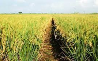 Padieproducenten niet te spreken over nieuwe Bazo-maatregel