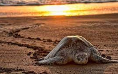 Drijfhout beschermt nesten zeeschildpadden