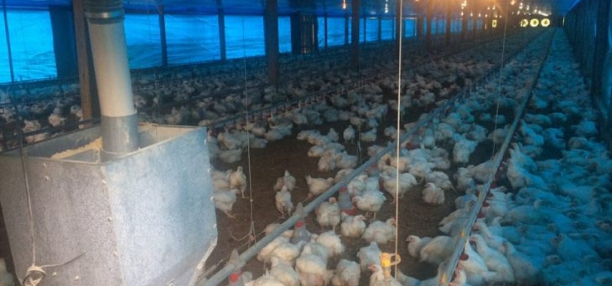 Verhoogde prijzen “moordend” voor pluimveeboeren