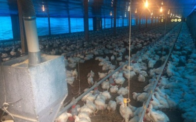 Verhoogde prijzen “moordend” voor pluimveeboeren