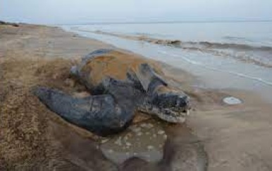 Stropers te Braamspunt aangehouden