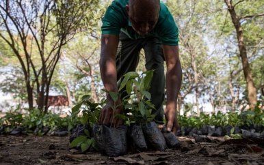 GHANA PLANT MILJOENEN BOMEN OP 1 DAG