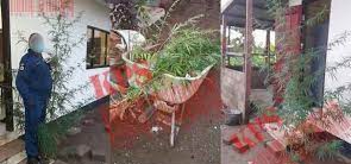 Politie Calcutta houdt Marihuanateler aan